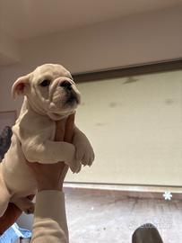 Cucciolo di bulldog inglese