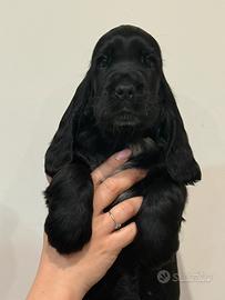 Cocker inglese maschio