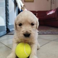 Cucciola femmina di Golden retriever