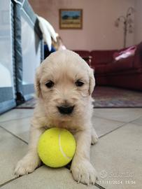 Cucciola femmina di Golden retriever