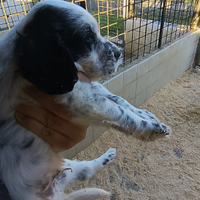 Cuccioli Setter inglese con Pedigree