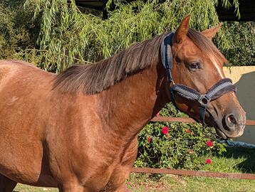 Super pony