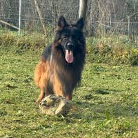 Allevamento riconosciuto pastore tedesco