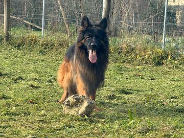 Allevamento riconosciuto pastore tedesco