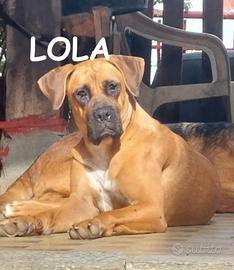 Rocky e Lola similboxer di 1 anno