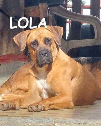 Rocky e Lola similboxer di 1 anno