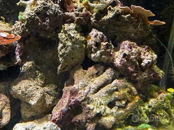 Rocce vive coralli  Acquario marino