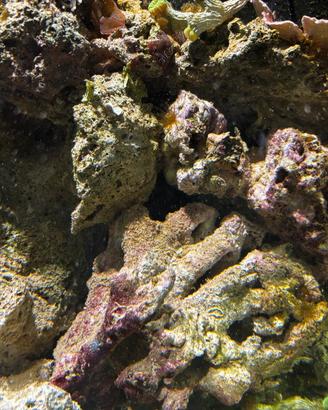 Rocce vive coralli  Acquario marino