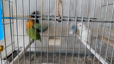 Coppia Inseparabili roseicollins