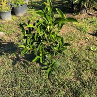 Piante di Viburno lucido