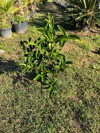 Piante di Viburno lucido