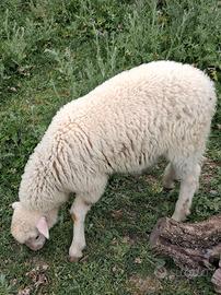 Agnello Maschio 3398473279