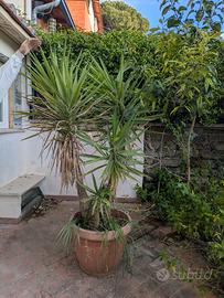 Pianta Yucca in vaso (tronchetto della felicità)