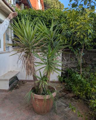 Pianta Yucca in vaso (tronchetto della felicità)