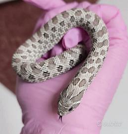 Nasicus femmina axanthic het albino