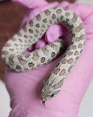 Nasicus femmina axanthic het albino