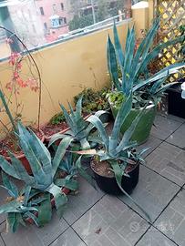 piante fiori siepi casa giardino 