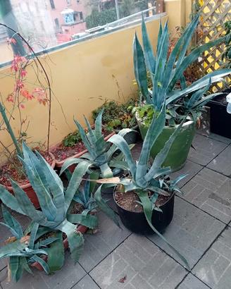 piante fiori siepi casa giardino 
