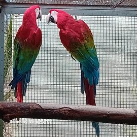 Ara chloroptera coppia ed altri pappagalli