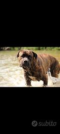 Bandog 18 mesi