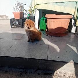 Spitz Pomerania