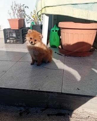 Spitz Pomerania