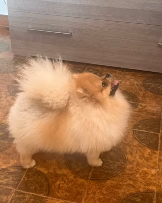 Pomerania puro