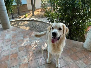 Splendido Golden Retriever per Monta