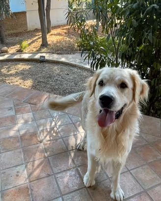 Splendido Golden Retriever per Monta