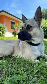 Cuccioli di cane meticci tipo pastore