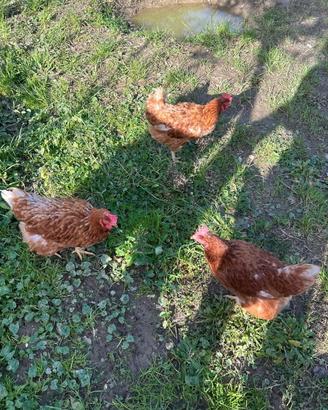 Galline