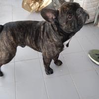 Bulldog francese