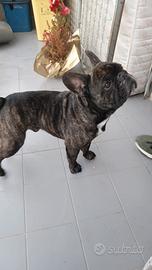 Bulldog francese