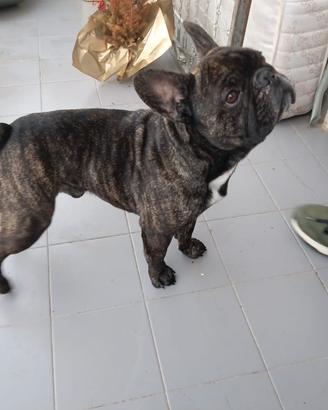 Bulldog francese