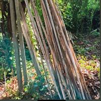 40 canne di bambù varie misure 