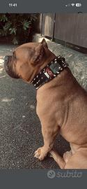 American bully