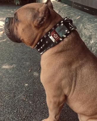 American bully
