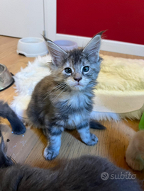 Cuccioli Maine Coon con Pedigree