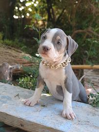 Pitbull tricolor e blue nose