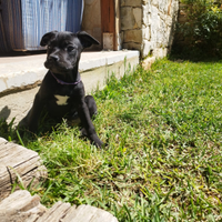 Cane corso