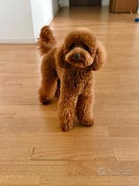 Barboncino Toy Red disponibile per monta