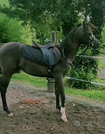 Puledro purosangue Arabo