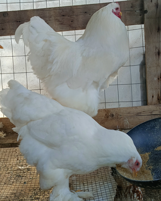 Coppia brahma Total White