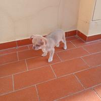 Cucciola chihuahua