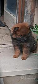 Spitz di Pomerania