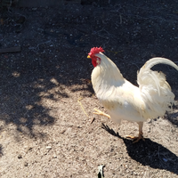Gallo livornese