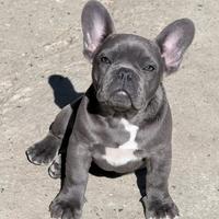 Bulldog francese