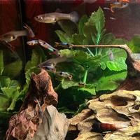 Guppy endler