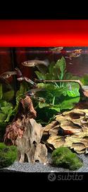 Guppy endler