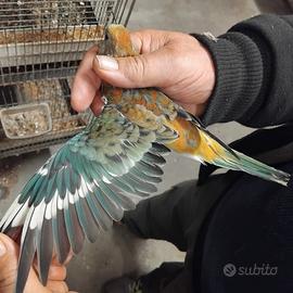 Parrochetto groppone